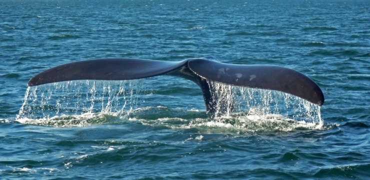 Real Images Of Blue Whale